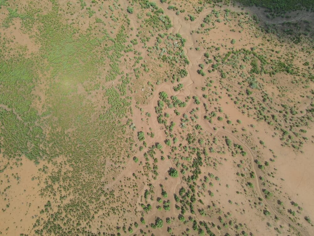 Forêt de mangrove (10 m²) - MDS – Image 4