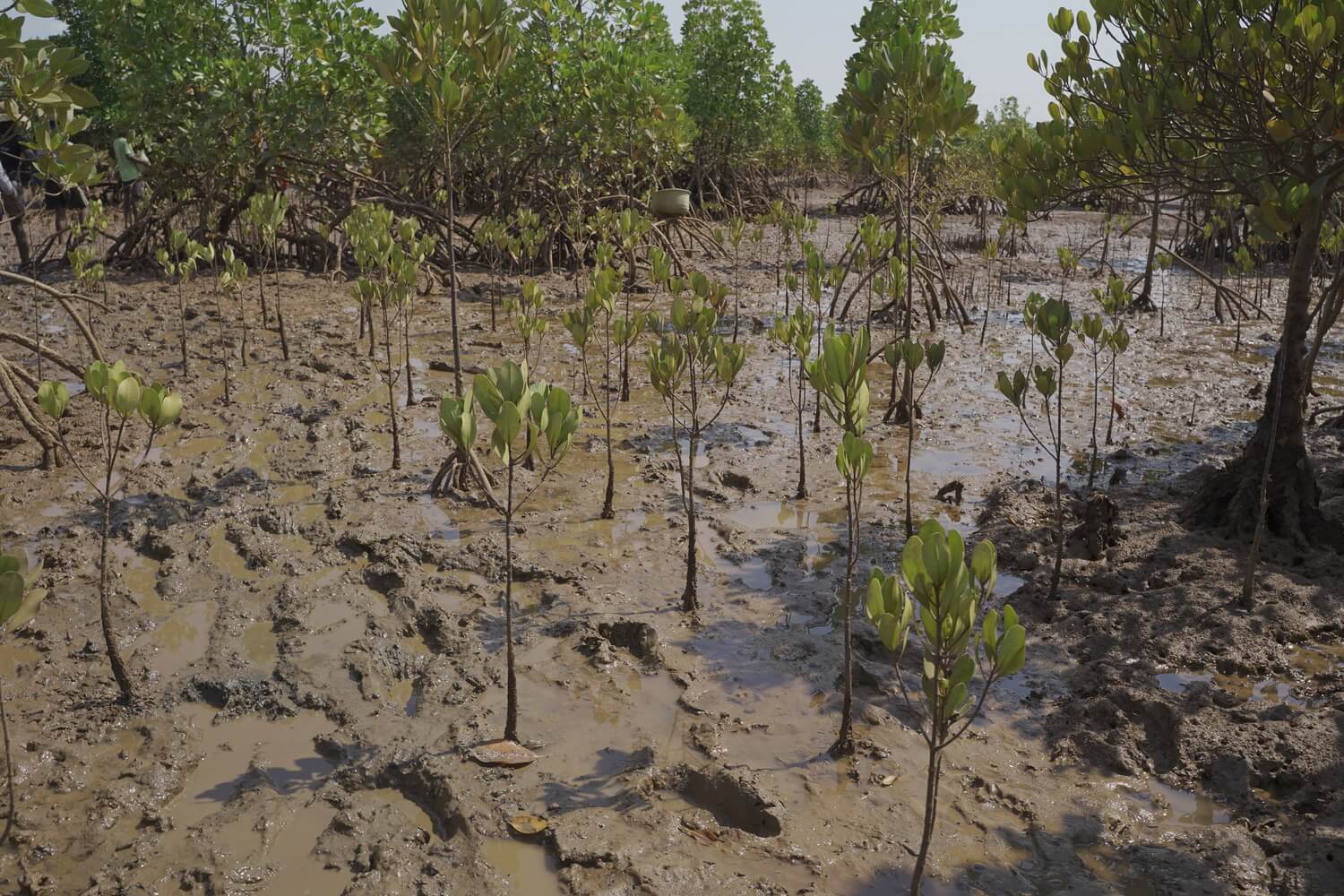 Forêt de mangrove (10 m²) - MDS – Image 2