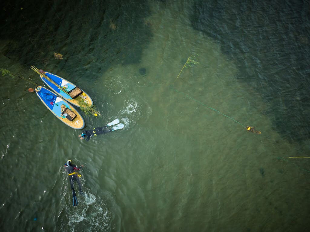 Go_Ocean_Seagrass_Wales_14