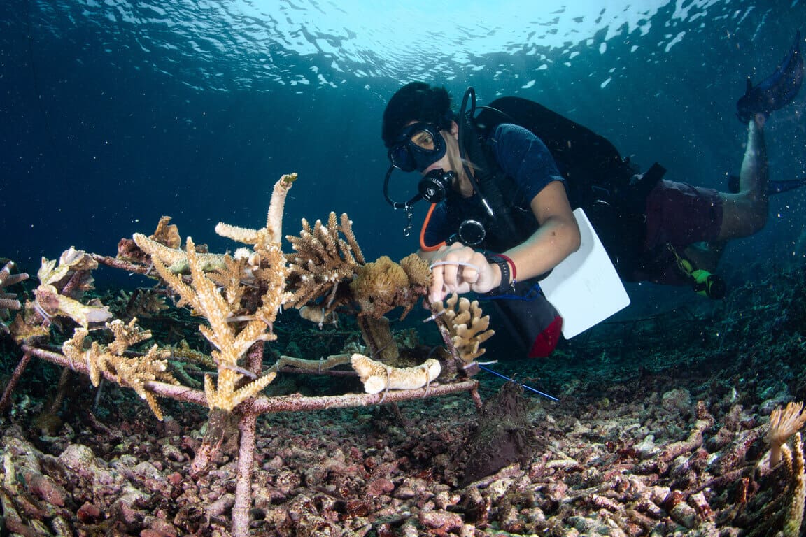 Un fragment de corail (RP)