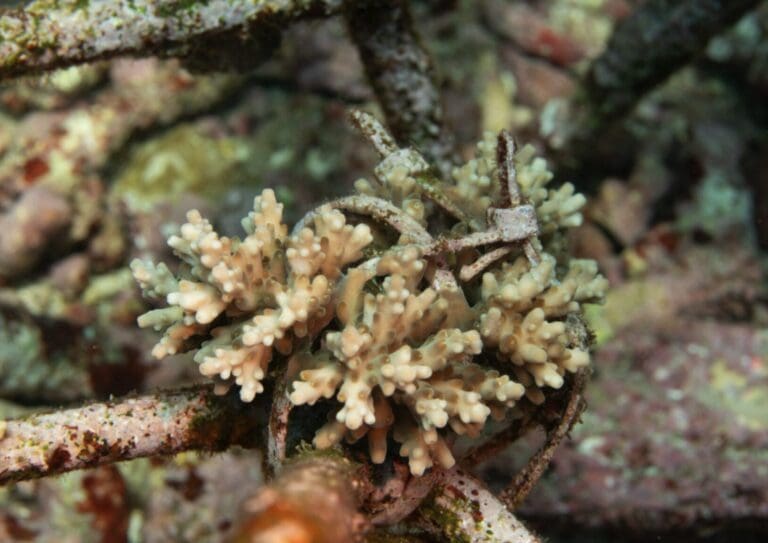 Umicore-coralgrowth-jan24may24-4