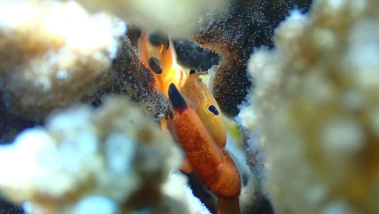 Coral_Guard_Crab_UMICOREPATCH