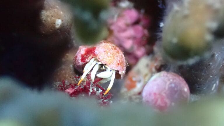 Hermit_Crab_UMICOREPATCH