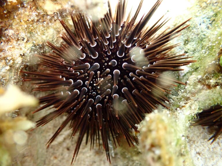 Rock_Boring_Urchin_UMICOREPATCH