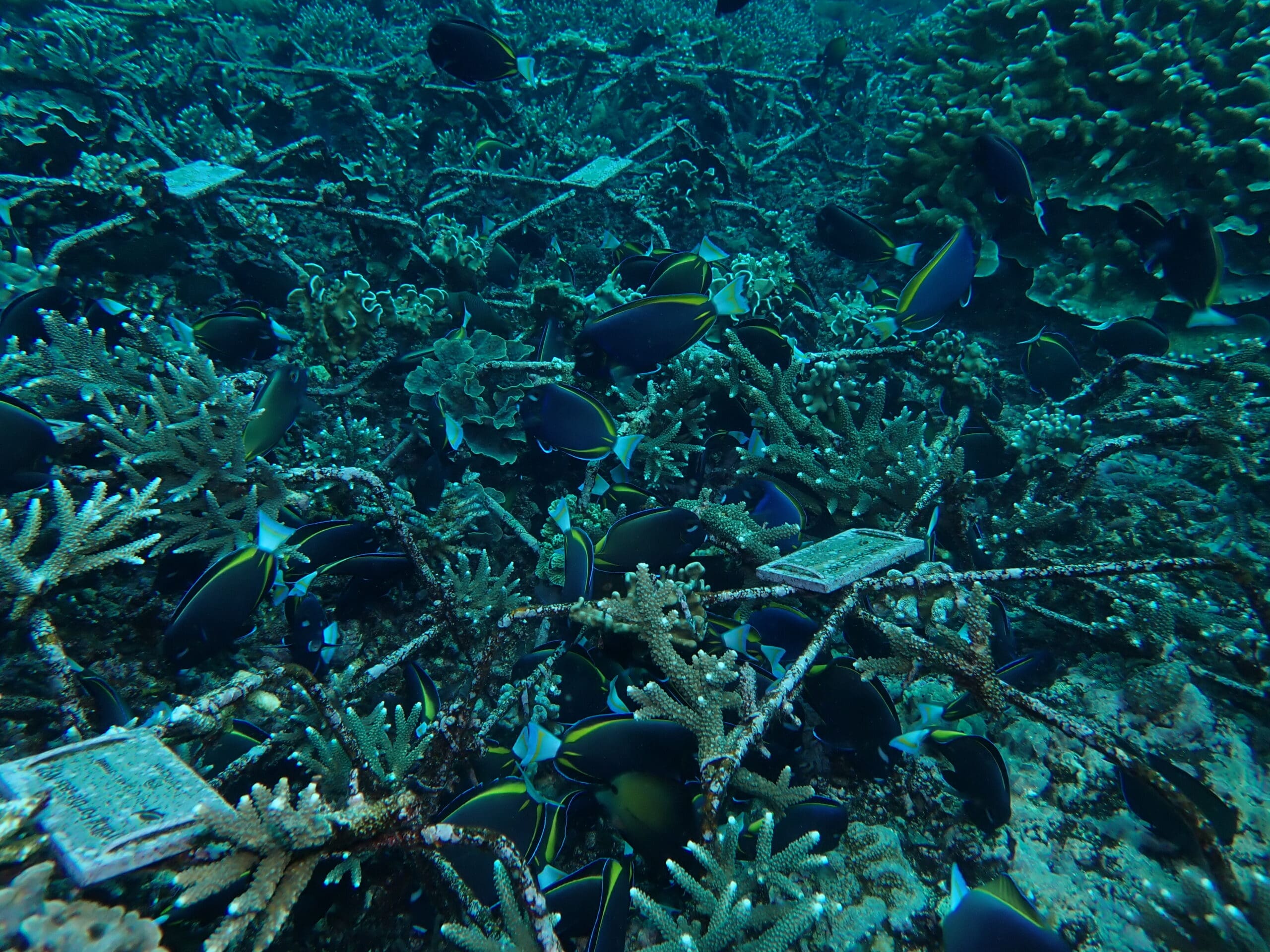 fish feeding and cleaning coral structures-1