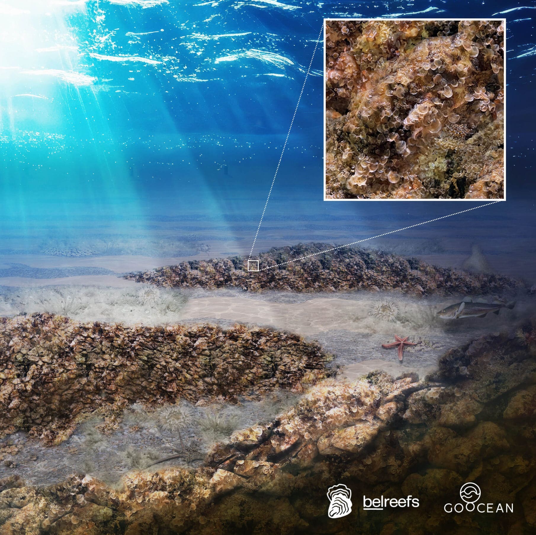 GoOcean_Belreefs2025_1