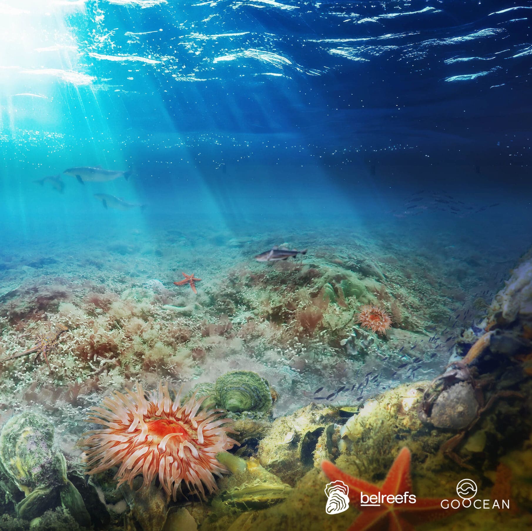 GoOcean_Belreefs2025_2