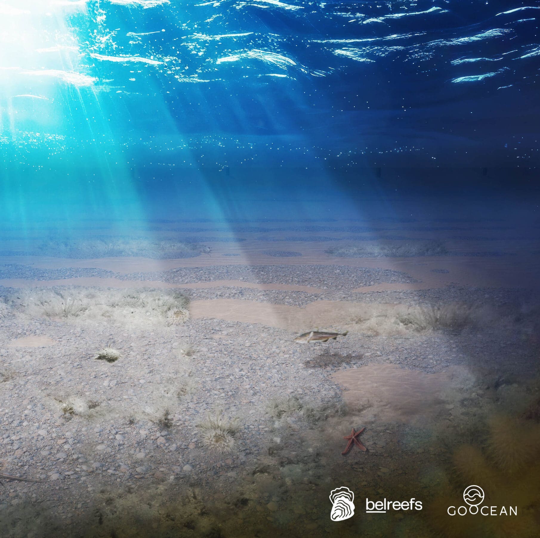 GoOcean_Belreefs2025_3