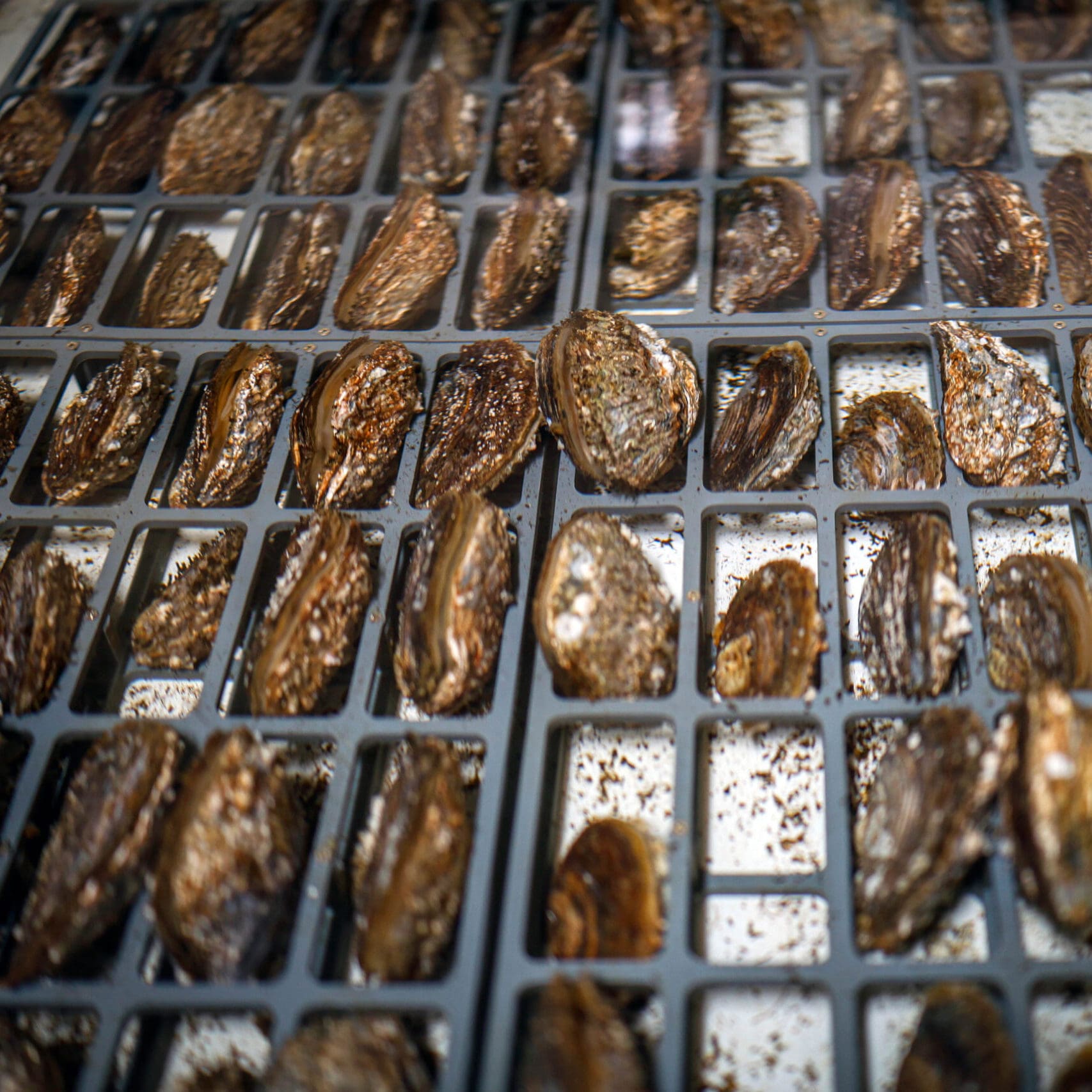 GoOcean_Belreefs2025_4