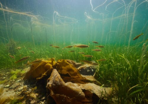 Go_Ocean_Seagrass_Wales_12