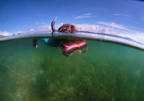 Go_Ocean_Seagrass_Wales_16