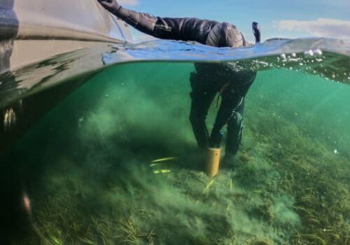 Go_Ocean_Seagrass_Wales_17
