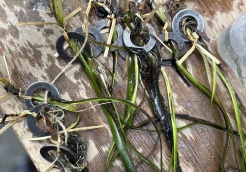 Individual seagrass shoot with weight ring