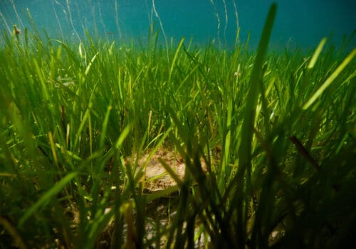 seagrass1