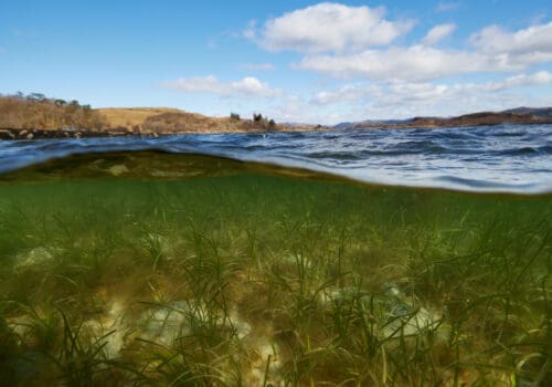 seagrass3