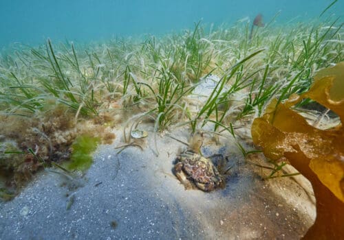 seagrass5